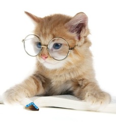 Cute_cat_reading_Wallpaper__yvt2